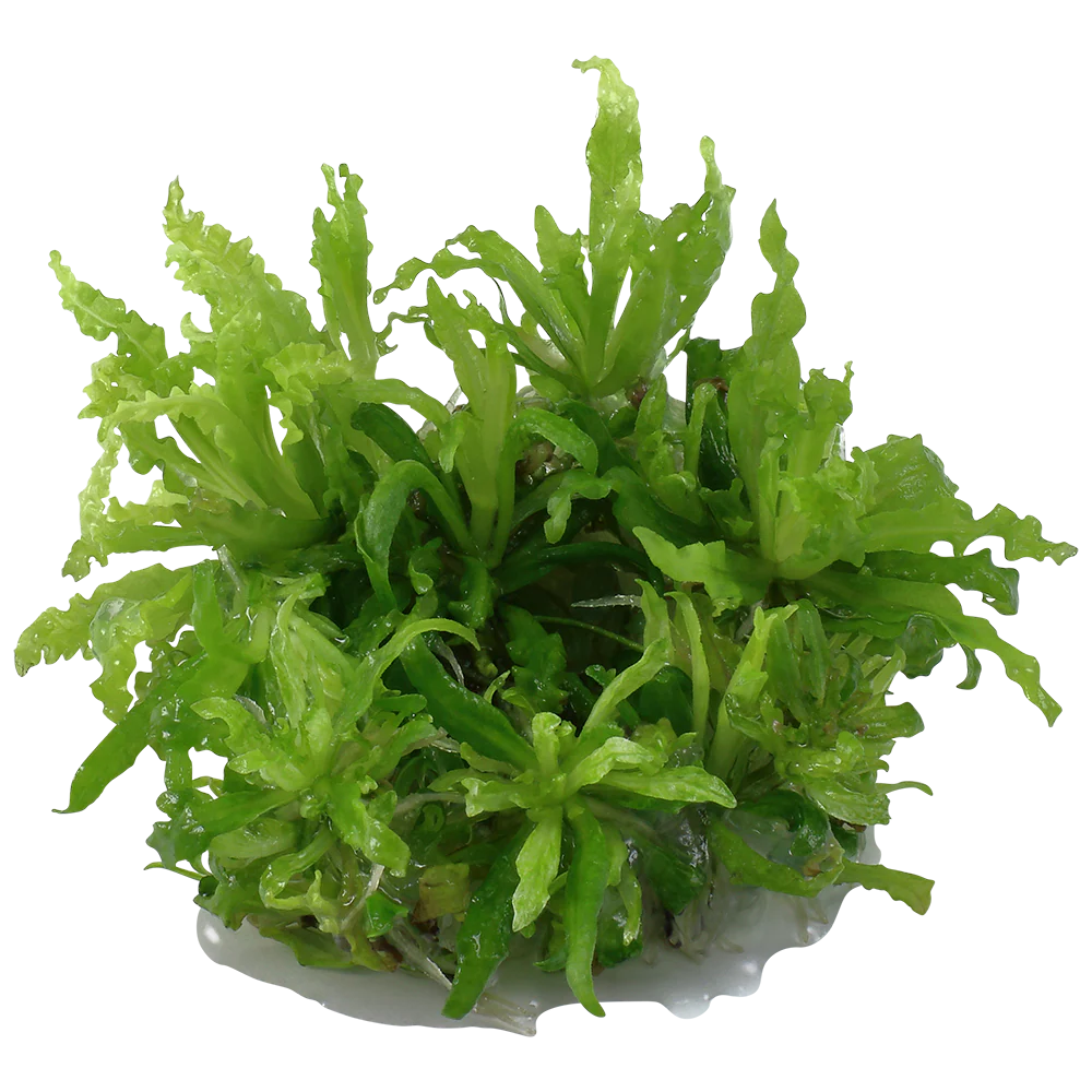 Dennerle Pogostemon helferi Plant-It - Image 3