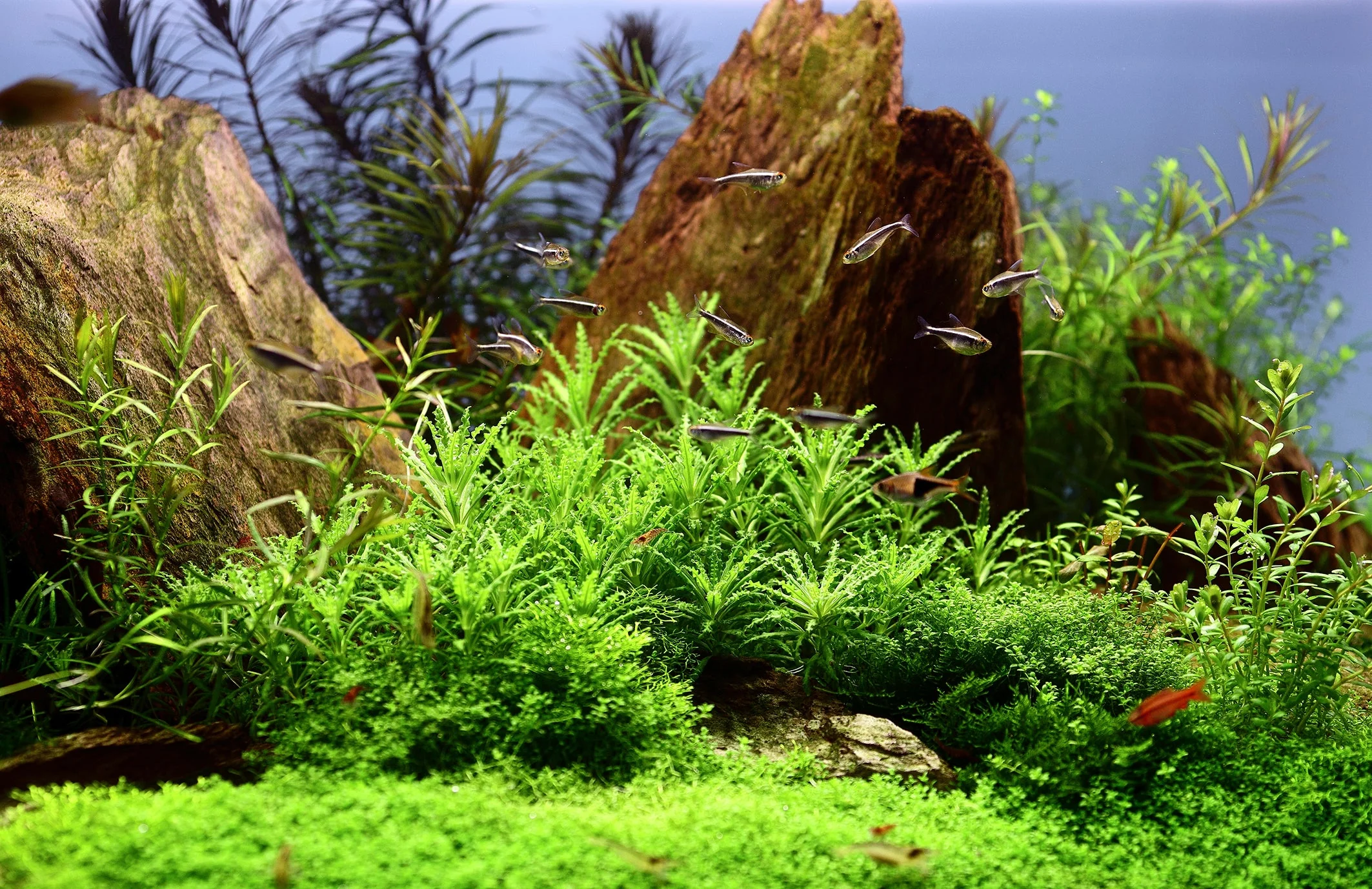 Dennerle Pogostemon helferi Plant-It - Image 4