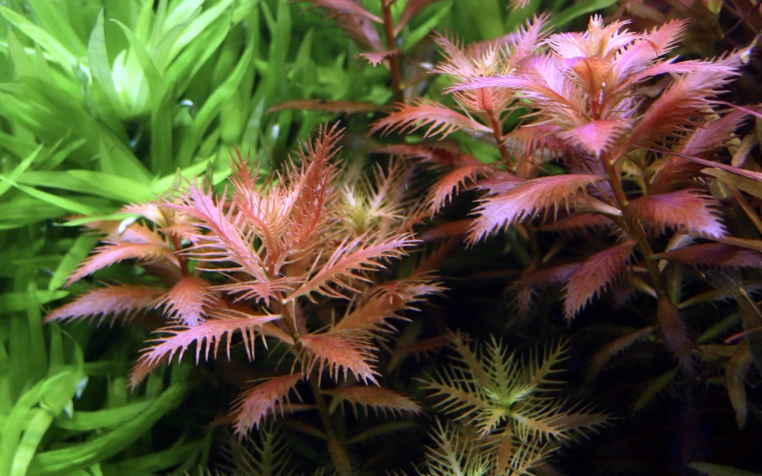 Dennerle Proserpinaca palustris Plant-It - Image 2