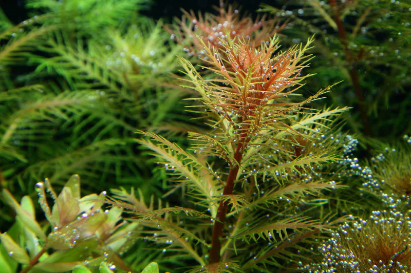 Dennerle Proserpinaca palustris Plant-It - Image 3