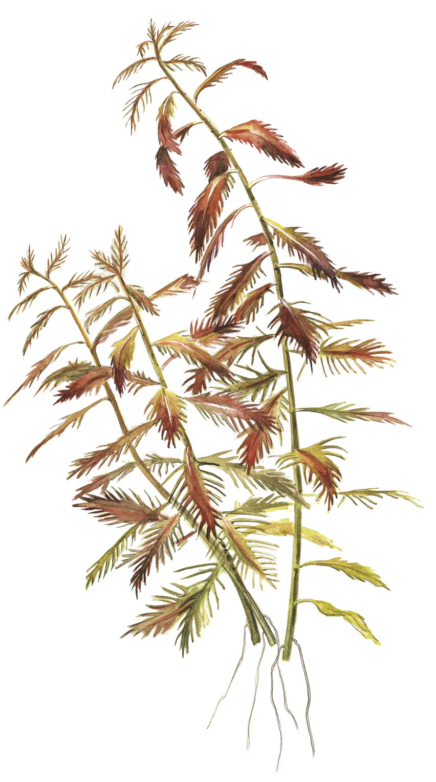 Dennerle Proserpinaca palustris Plant-It - Image 4