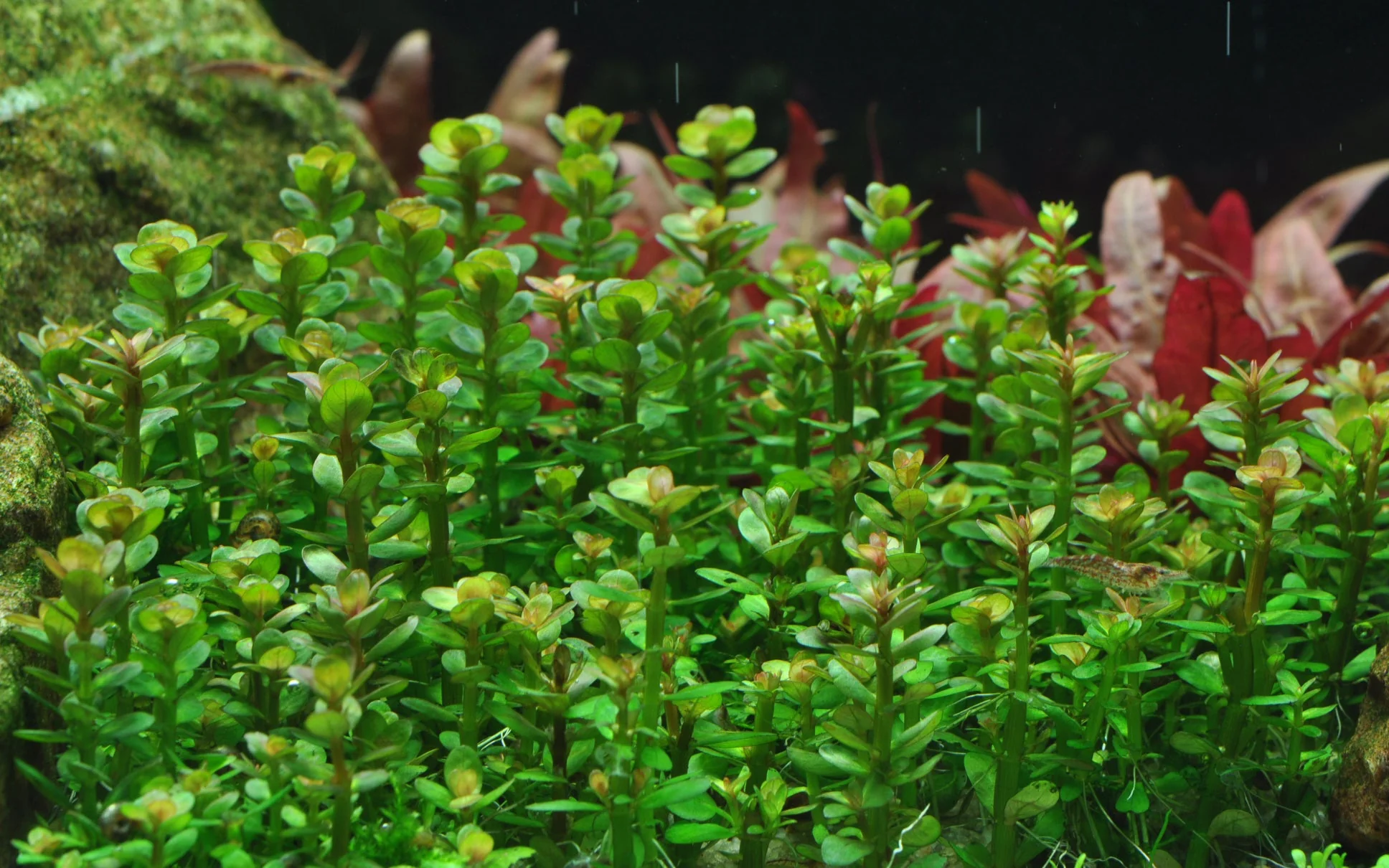 Dennerle Rotala indica Plant-It - Image 2