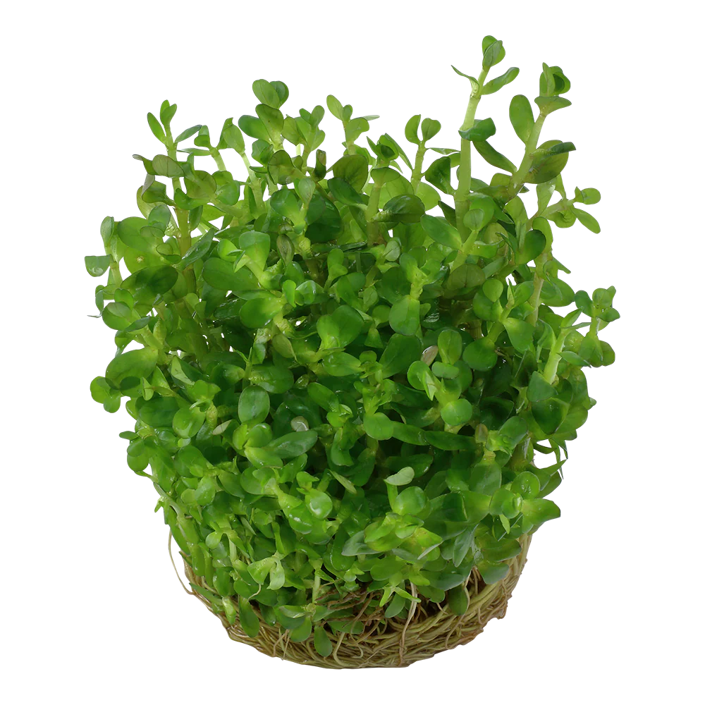 Dennerle Rotala indica Plant-It - Image 3