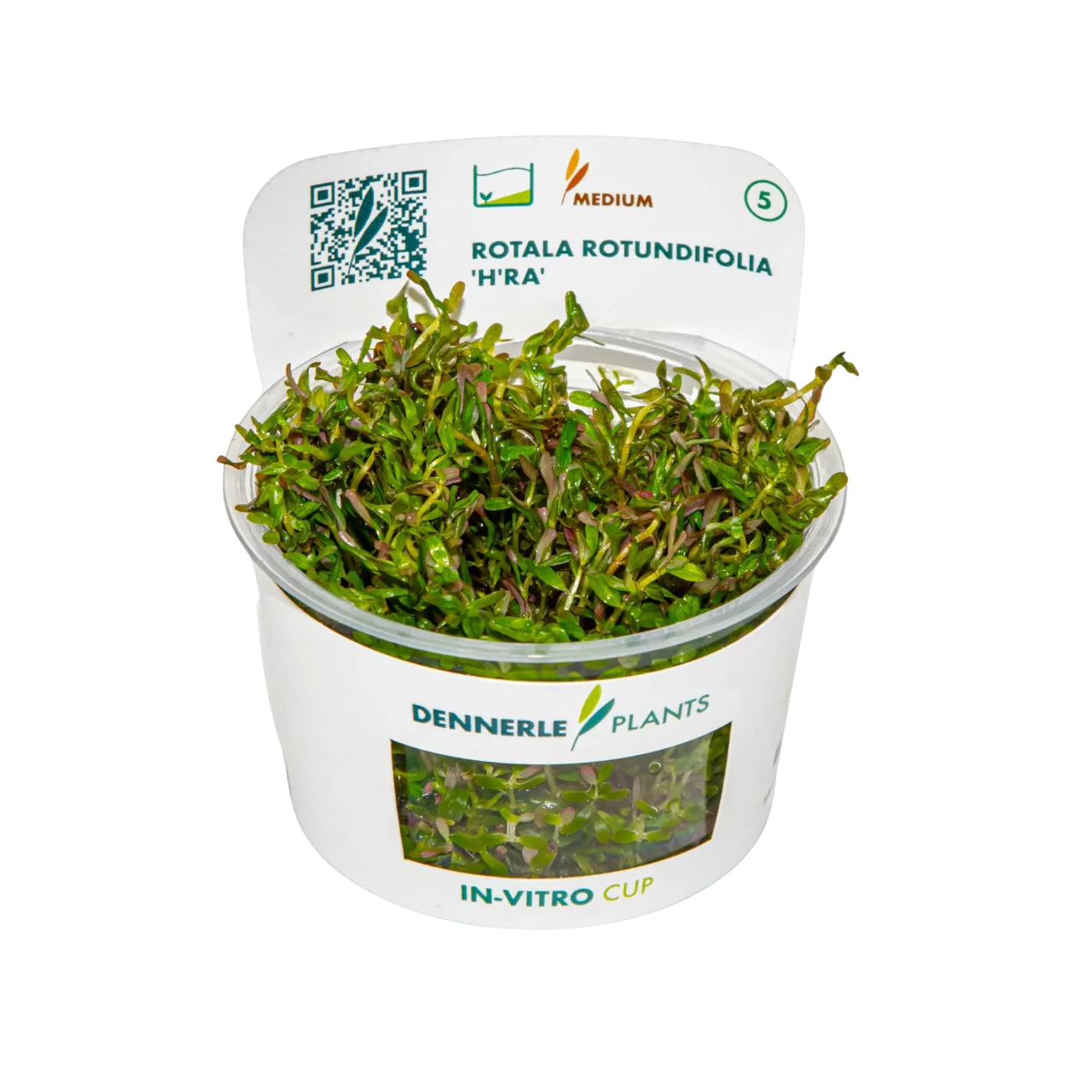 Dennerle Rotala rotundifolia H'ra Plant-It