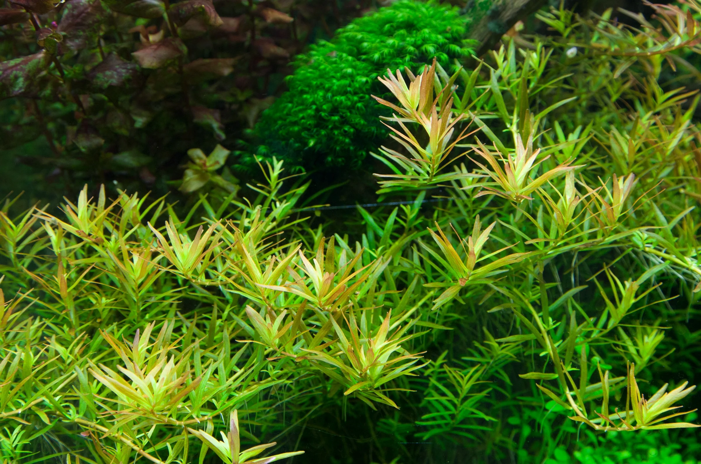 Dennerle Rotala rotundifolia H'ra Plant-It - Image 3