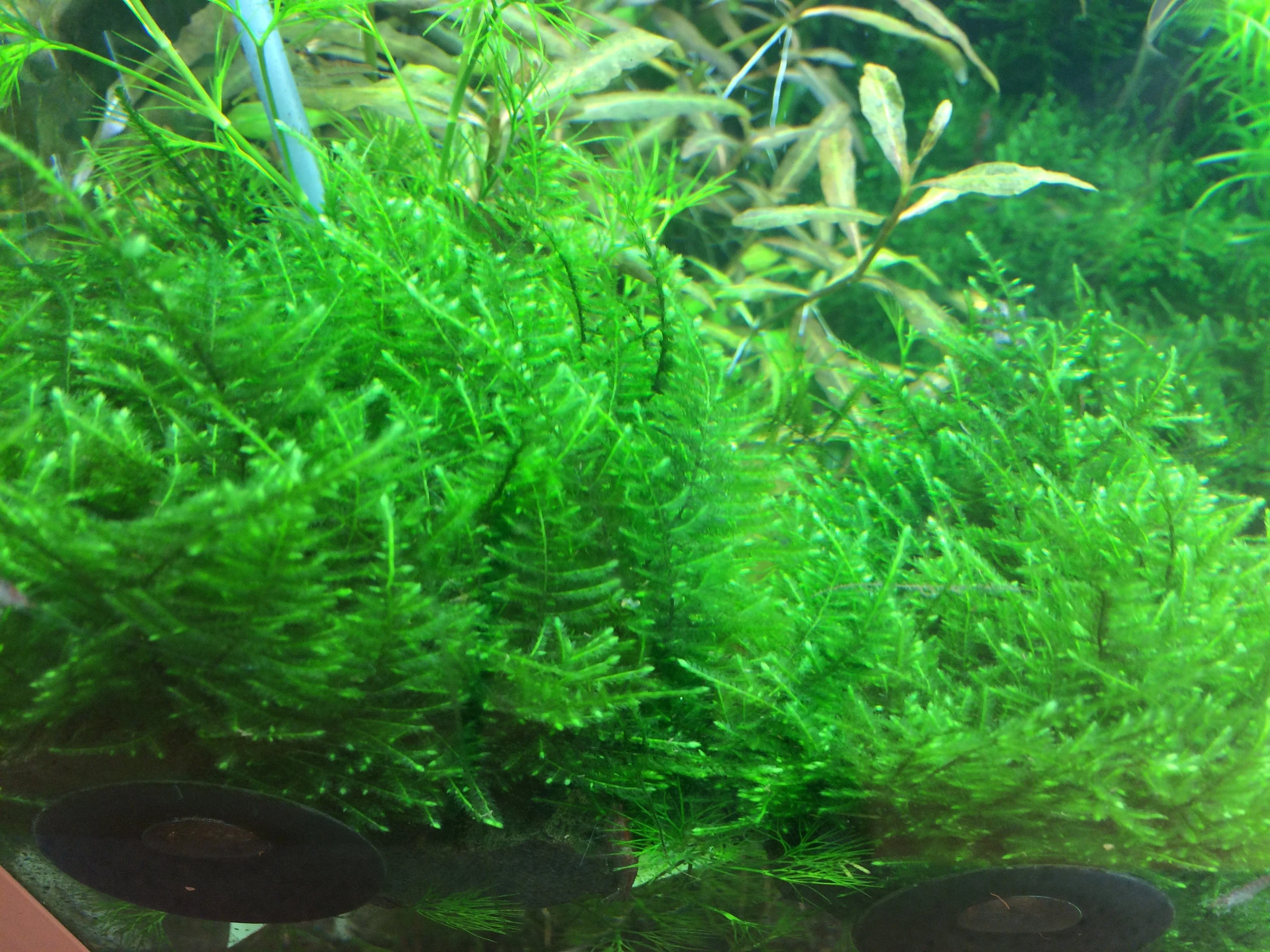 Dennerle Taxiphyllum alternans Taiwan Moss Plant-It - Image 2