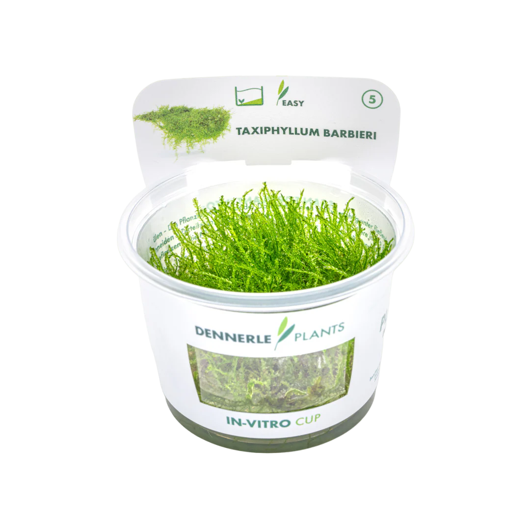 Dennerle Taxiphyllum barbieri Java Moss Plant-It