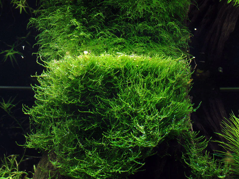 Dennerle Taxiphyllum barbieri Java Moss Plant-It - Image 4
