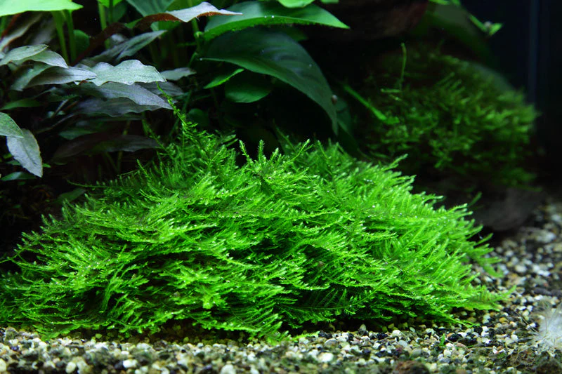Dennerle Taxiphyllum Spiky Moss Plant-It - Image 2