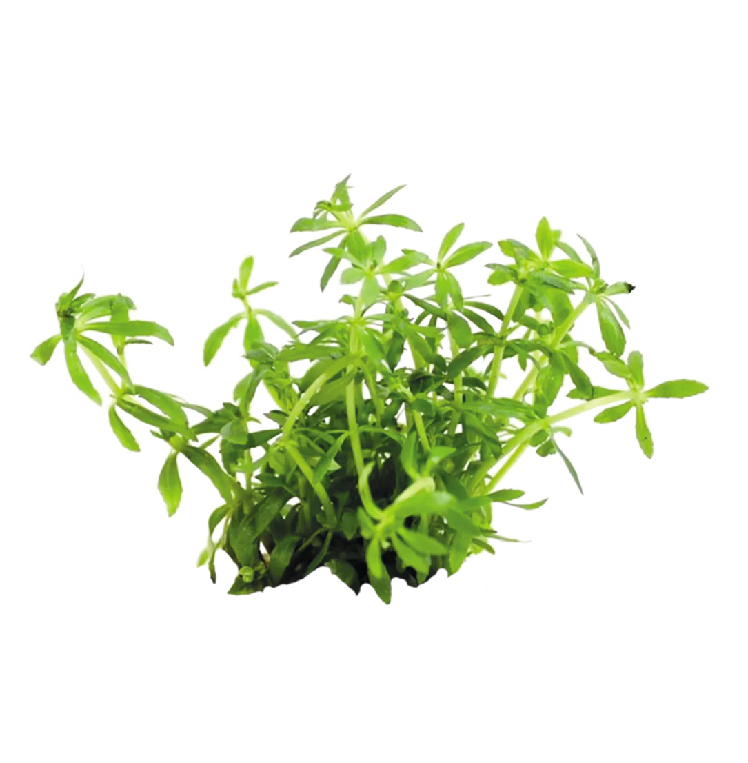 Easy Grow Limnophila Vietnam mini - Image 3
