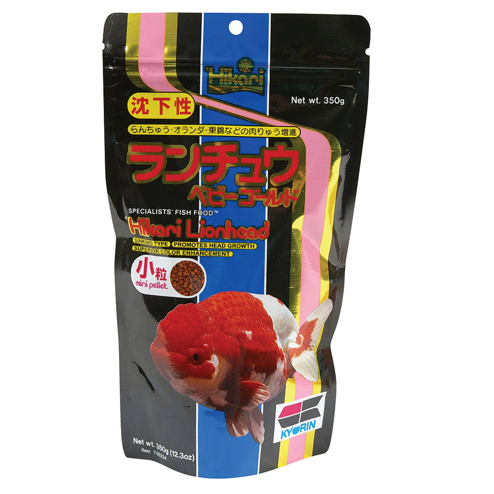 Hikari Lionhead Goldfish - Image 2