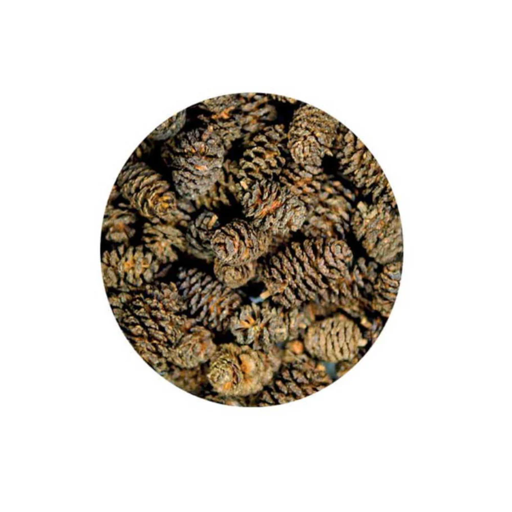 Hobby Alder Cones - Image 2