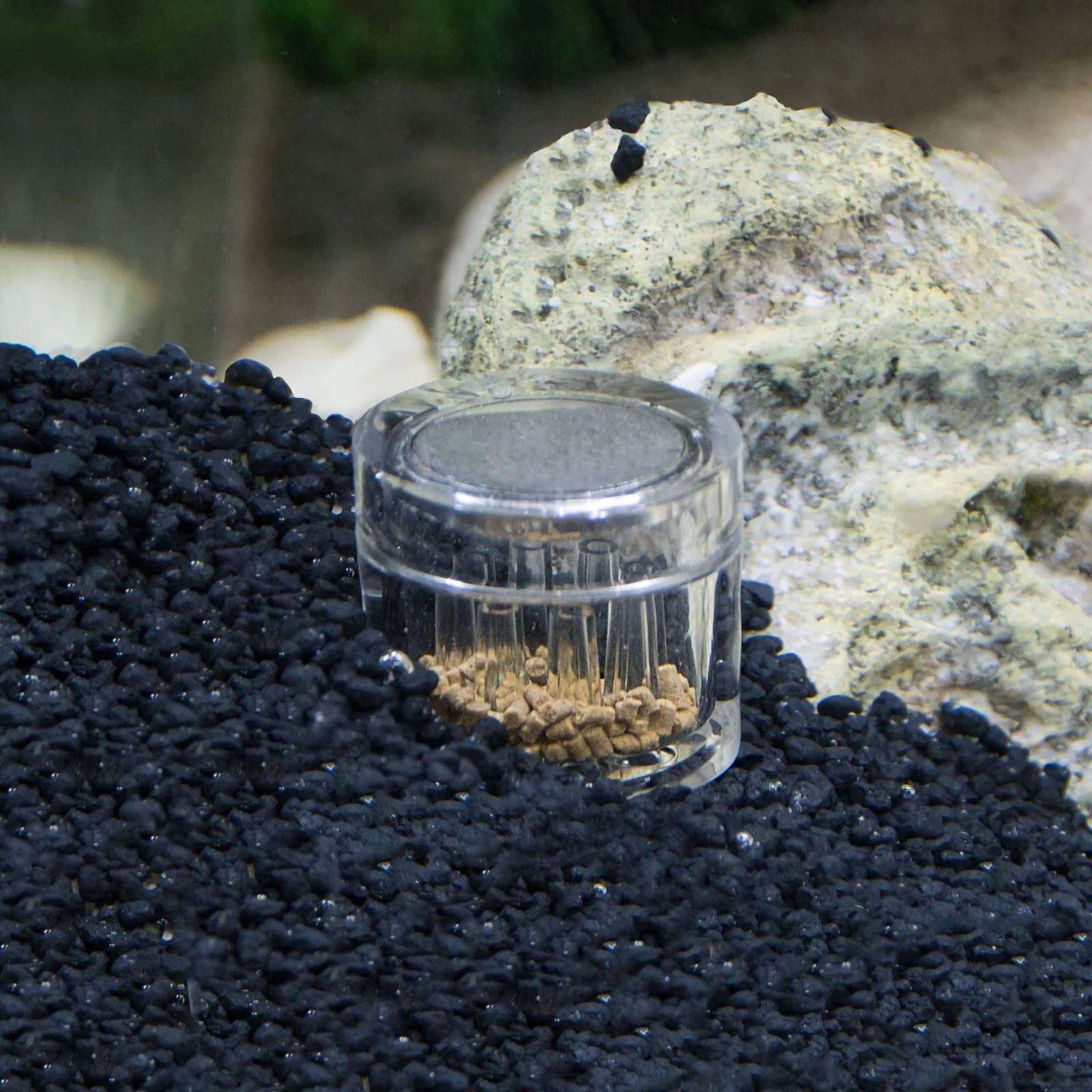 Hobby Planaria X Trap - Image 2