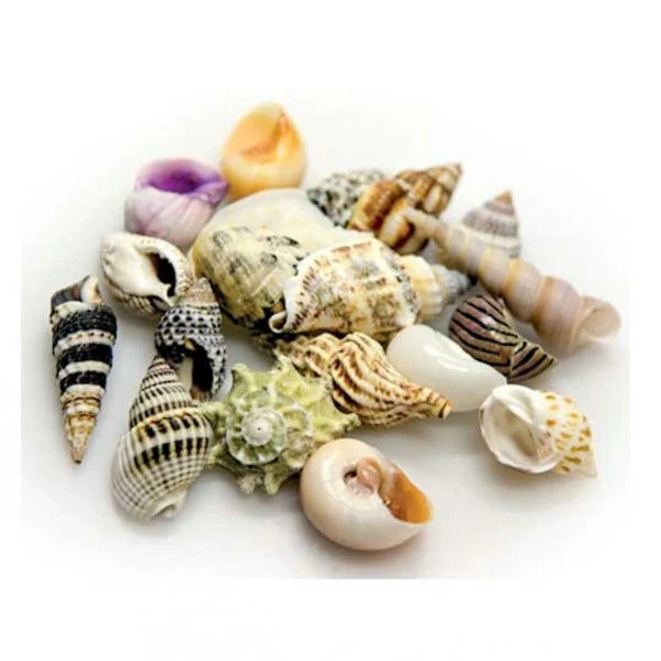 Hobby Sea Shells - Image 2
