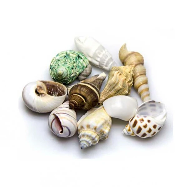 Hobby Sea Shells - Image 3