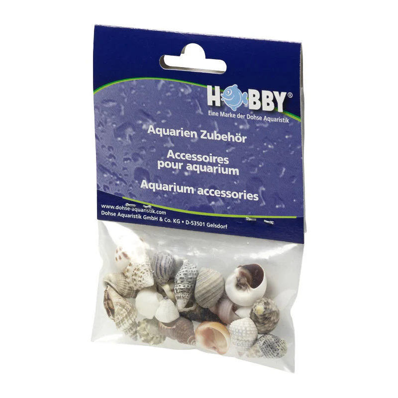 Hobby Sea Shells - Image 4