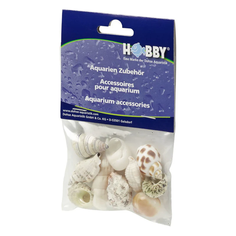 Hobby Sea Shells - Image 5