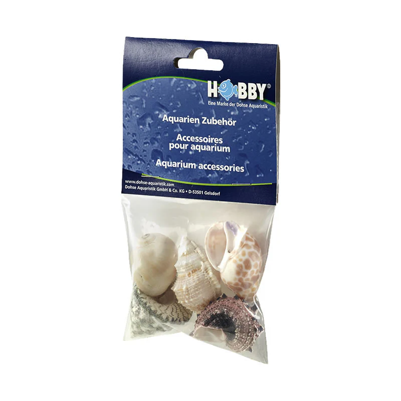 Hobby Sea Shells - Image 6