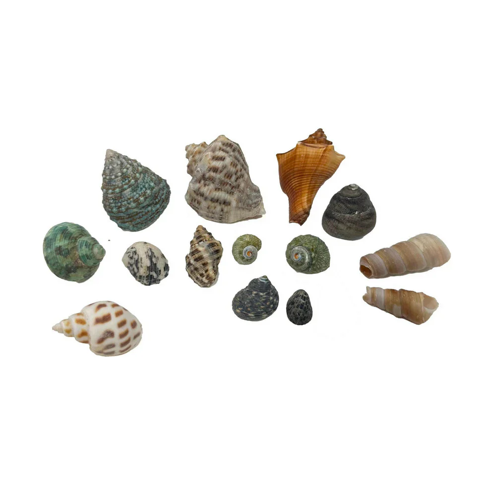 Hugo Mixed Shells - Image 2