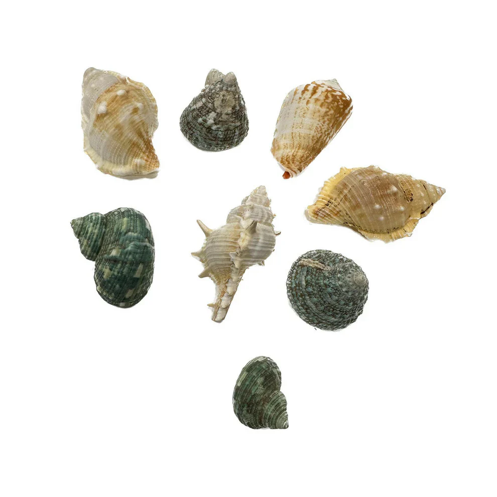 Hugo Mixed Shells - Image 3
