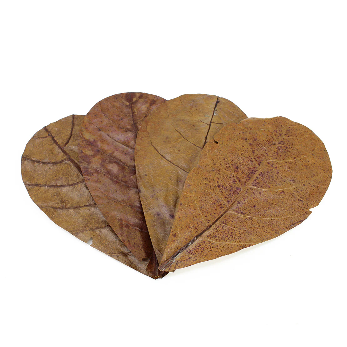 Seachem Catappa Leaves - Image 2
