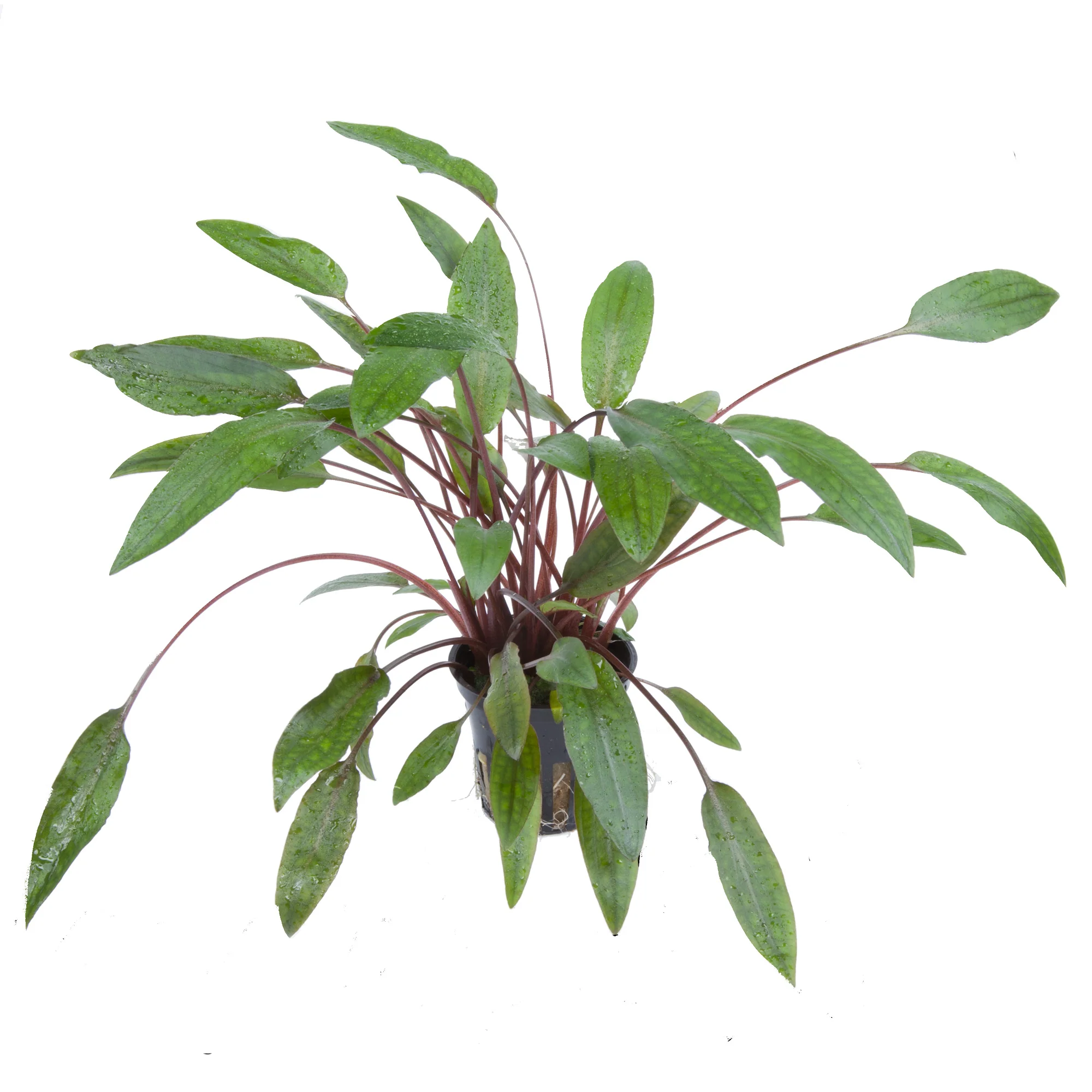 Tropica Cryptocoryne beckettii 'Petchii' PCS - Image 3
