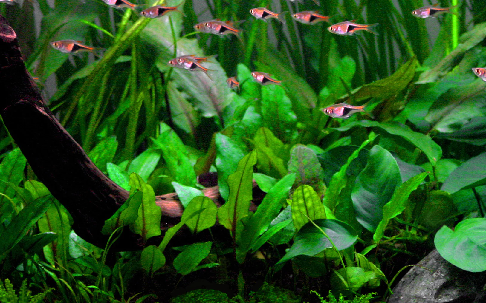 Tropica Cryptocoryne wendtii Green 1-2-GROW - Image 2