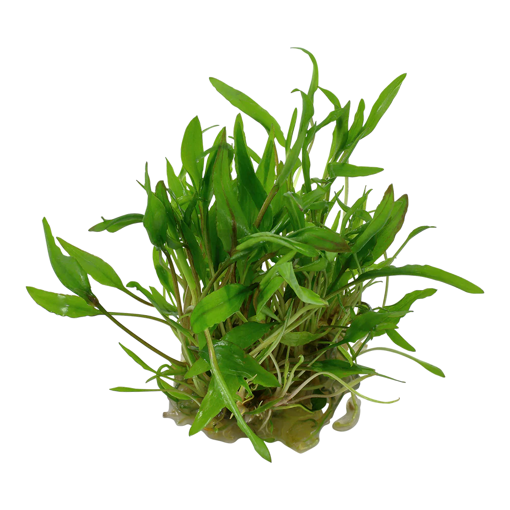 Tropica Cryptocoryne wendtii Green 1-2-GROW - Image 3