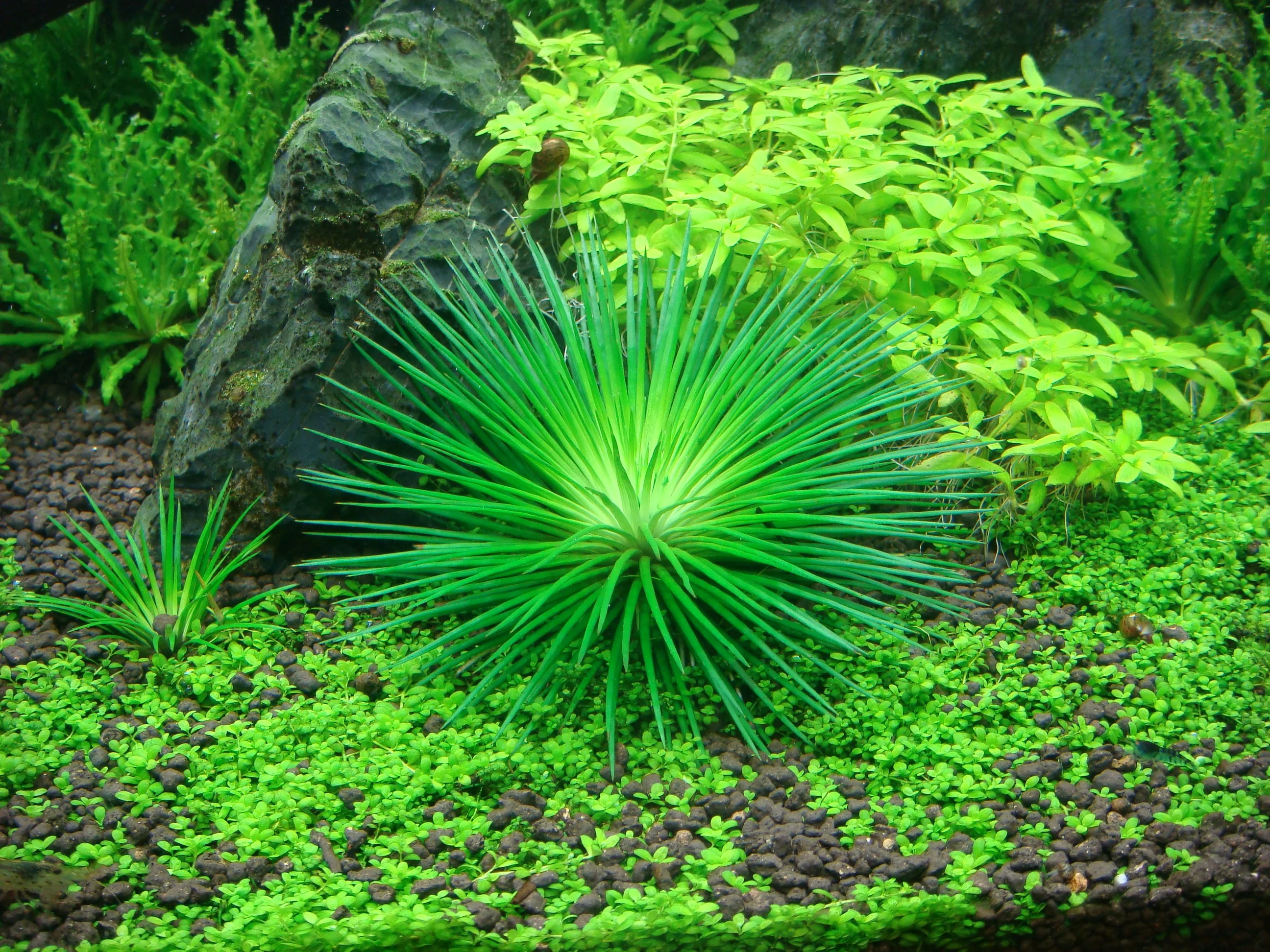 Tropica Eriocaulon cinereum 1-2-GROW - Image 3