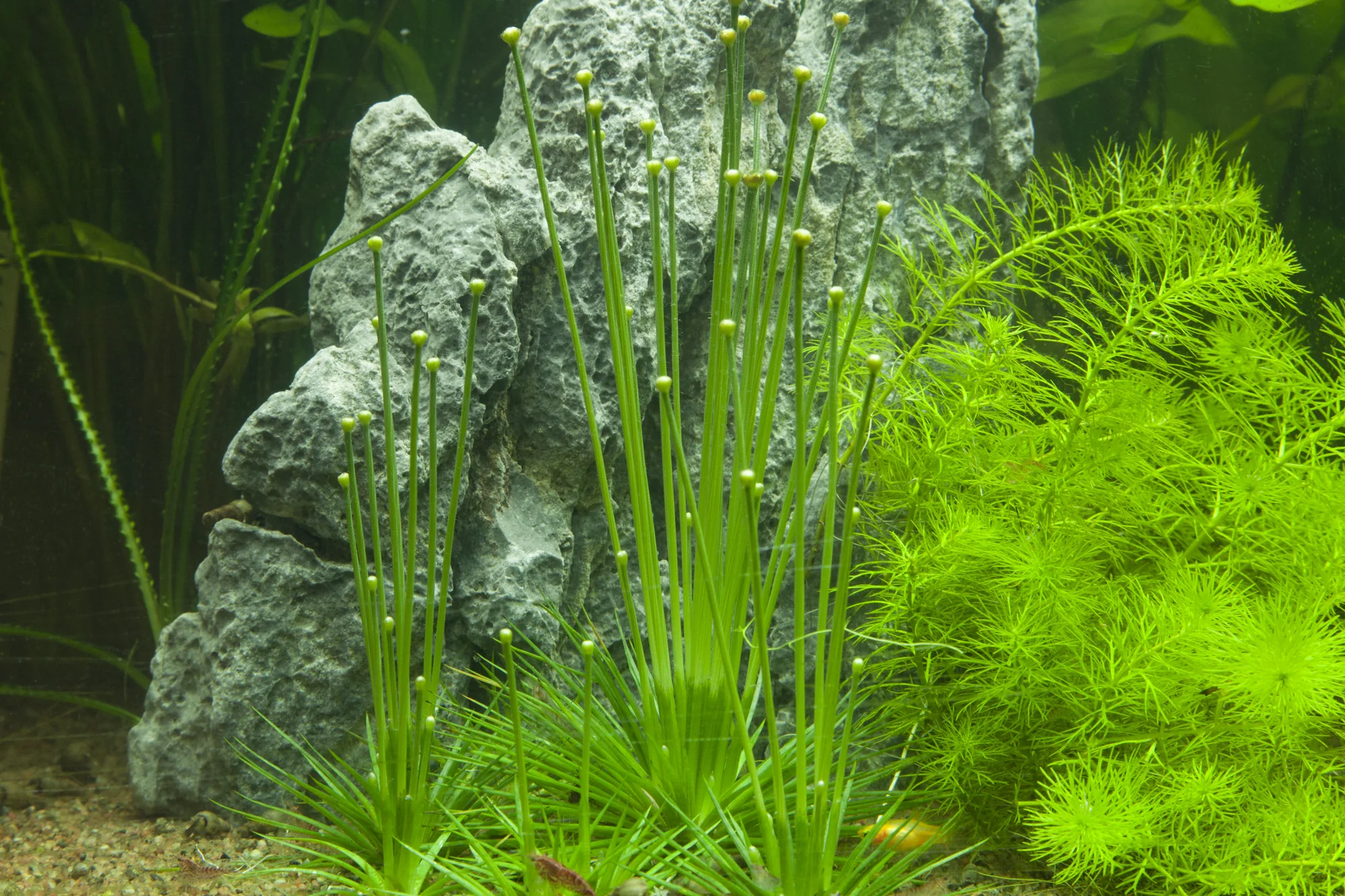 Tropica Eriocaulon cinereum 1-2-GROW - Image 5