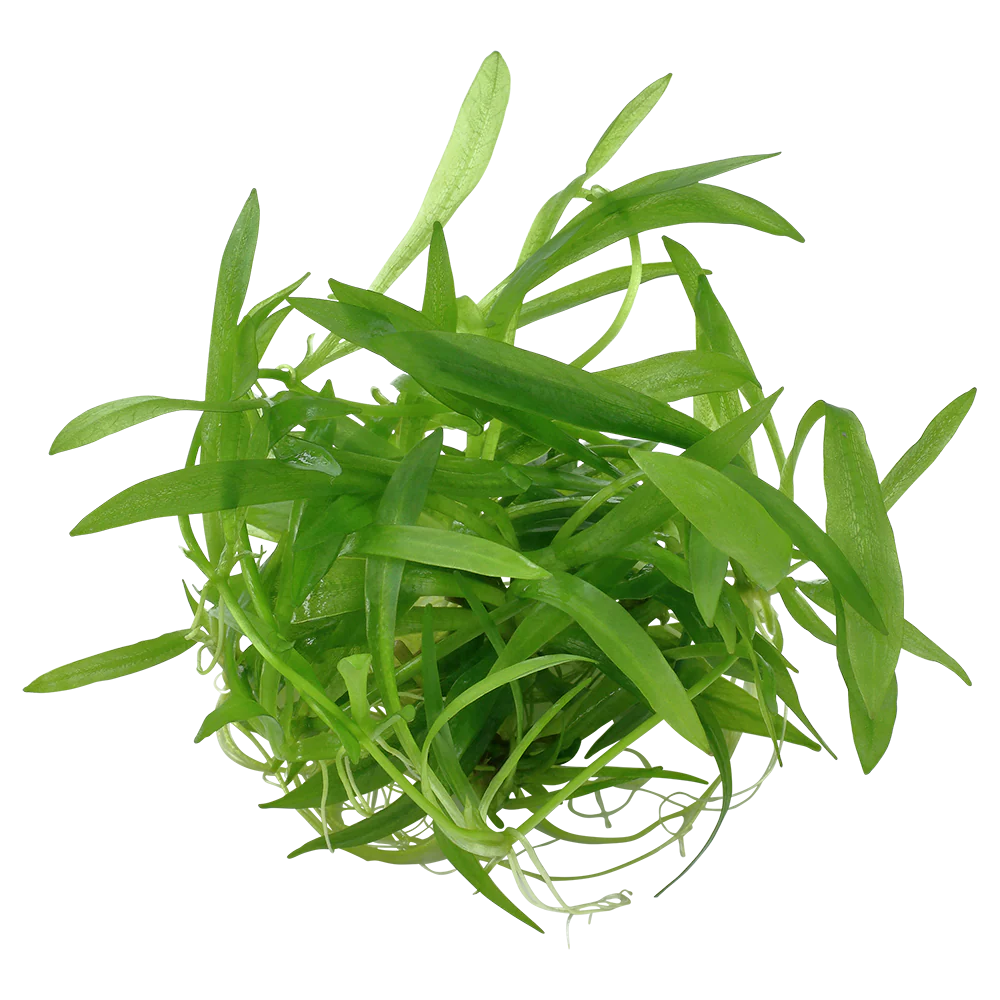 Tropica Helanthium Quadricostatus 1-2-GROW - Image 3