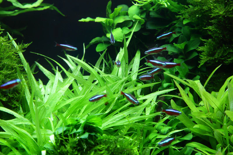 Tropica Helanthium Quadricostatus 1-2-GROW - Image 5