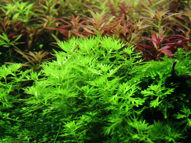 Tropica Hottonia palustris 1-2-GROW - Image 2