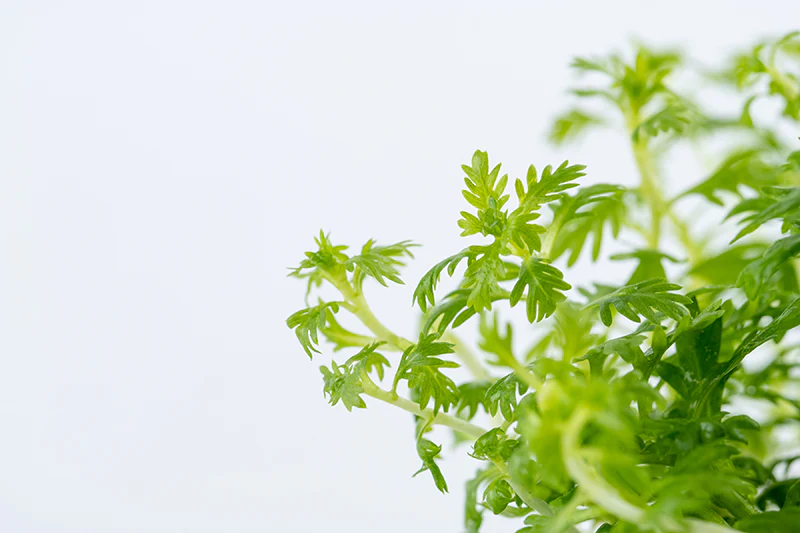 Tropica Hottonia palustris 1-2-GROW - Image 3