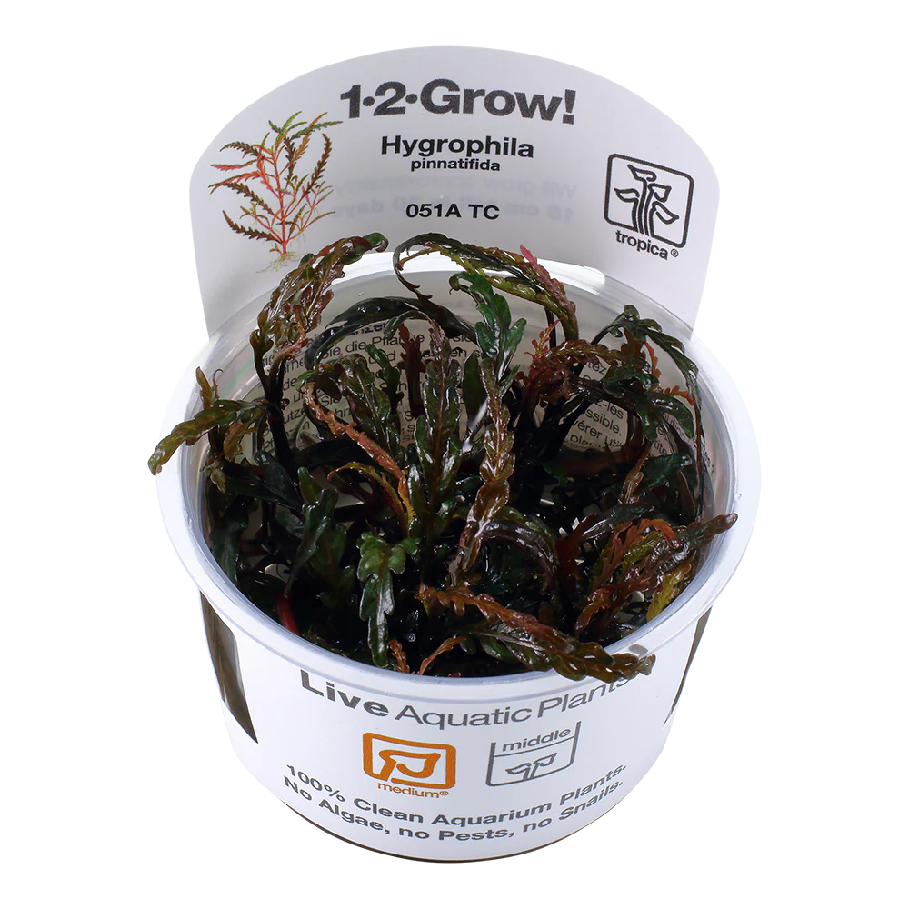 Tropica Hygrophila pinnatifida 1-2-GROW