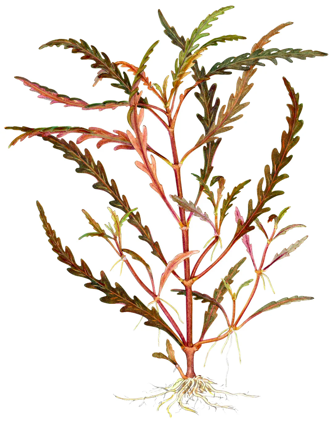 Tropica Hygrophila pinnatifida 1-2-GROW - Image 5