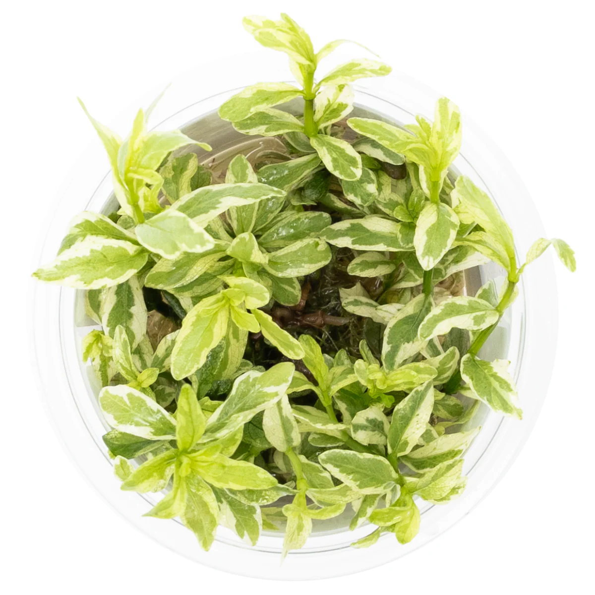 Tropica Hygrophila polysperma ‘White’ 1-2-GROW - Image 2