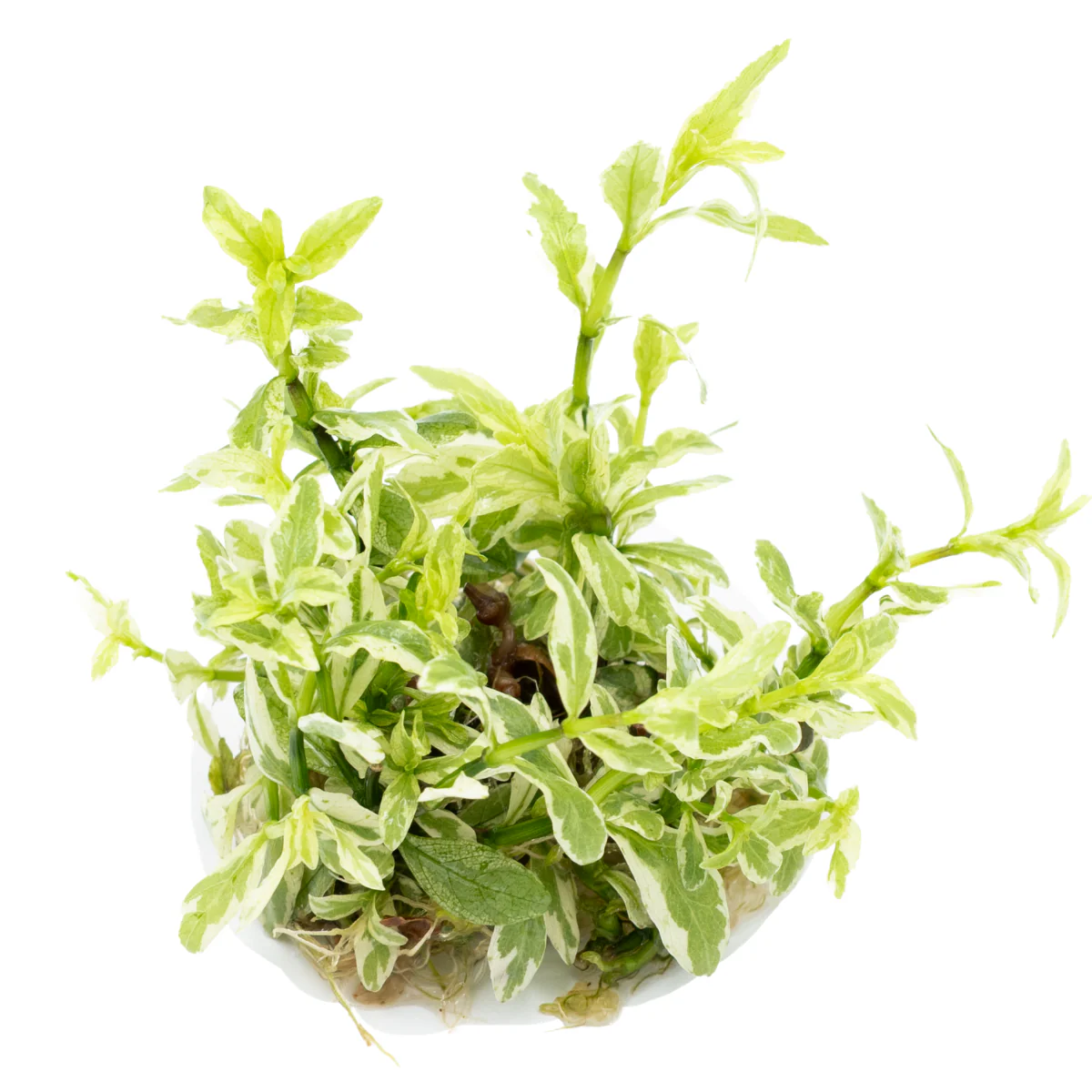Tropica Hygrophila polysperma ‘White’ 1-2-GROW - Image 3