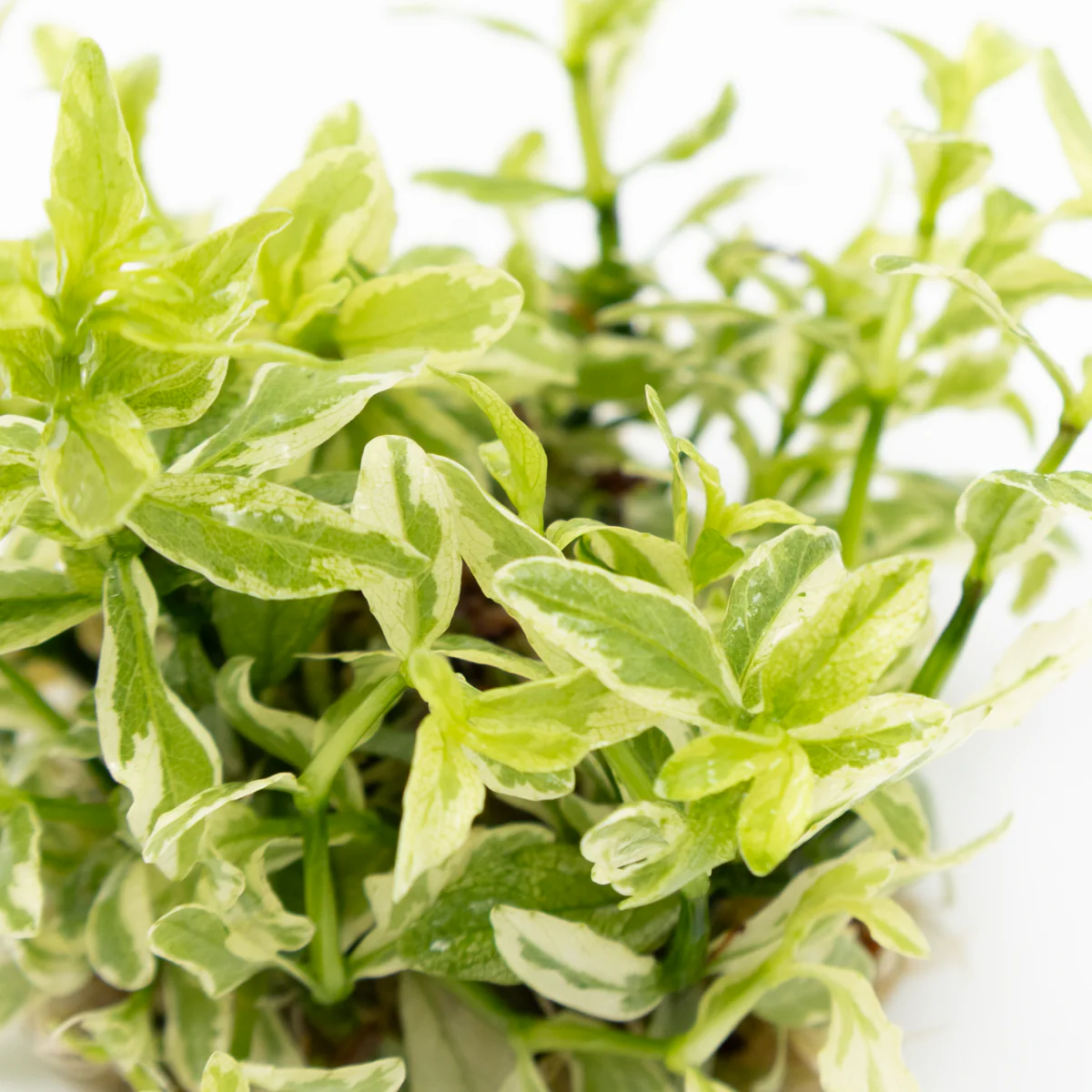 Tropica Hygrophila polysperma ‘White’ 1-2-GROW - Image 4