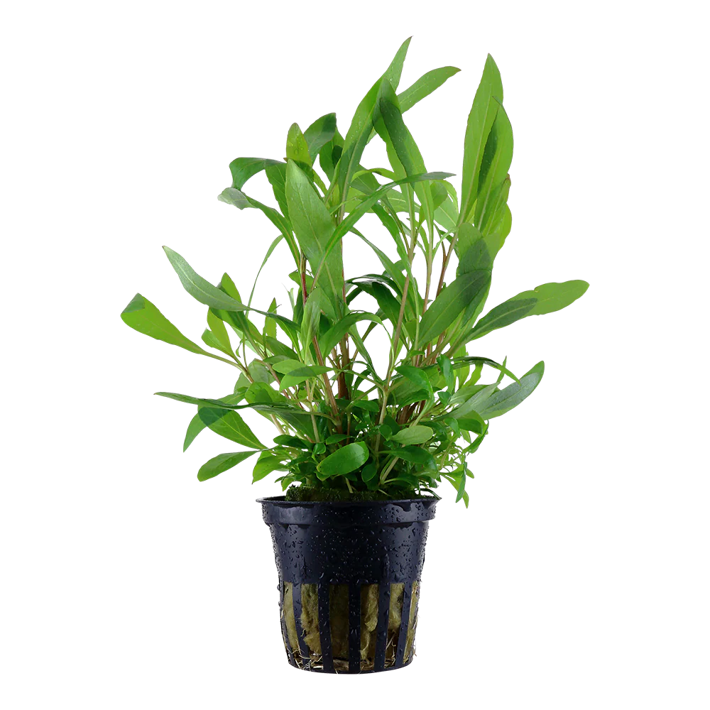 Tropica Hygrophila Siamensis 53B PCS - Image 2