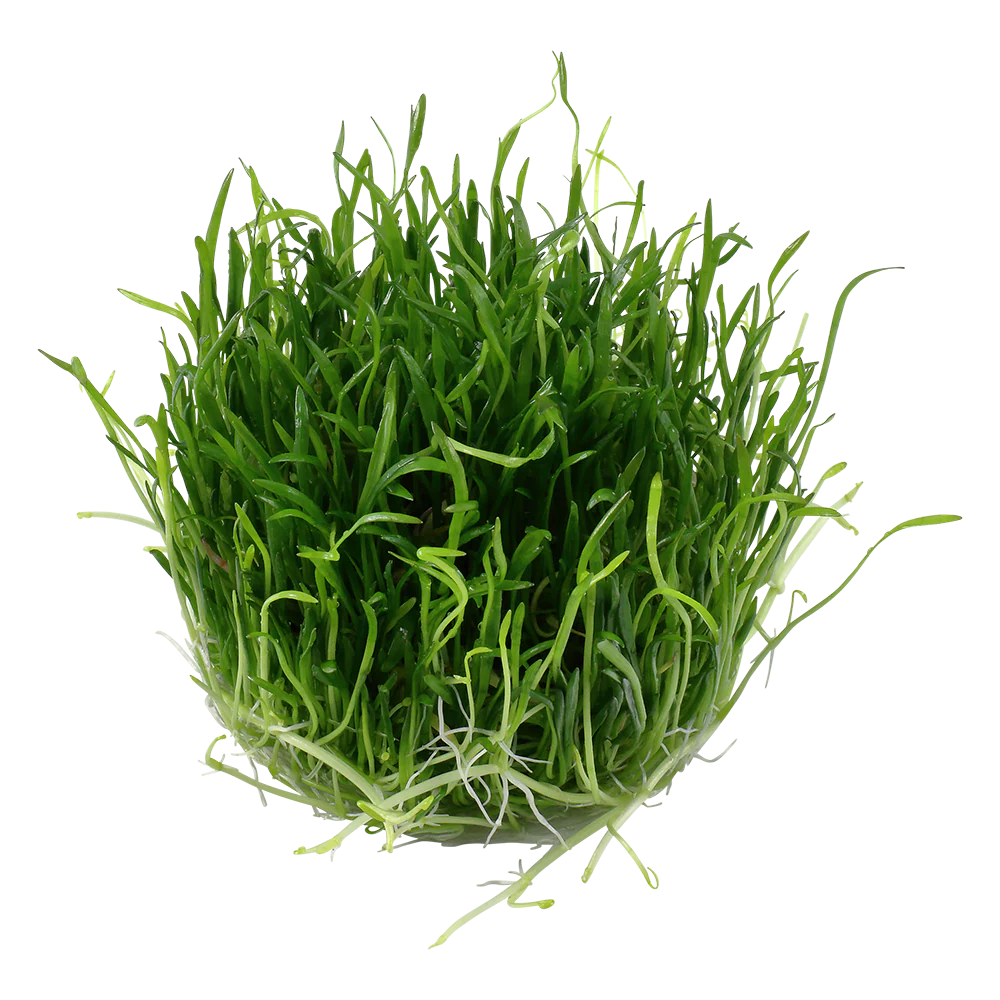 Tropica Lilaeopsis brasiliensis 1-2-GROW - Image 3