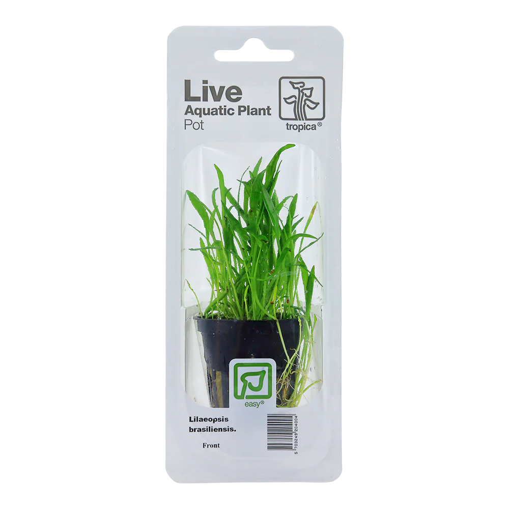 Tropica Lilaeopsis brasiliensis PCS