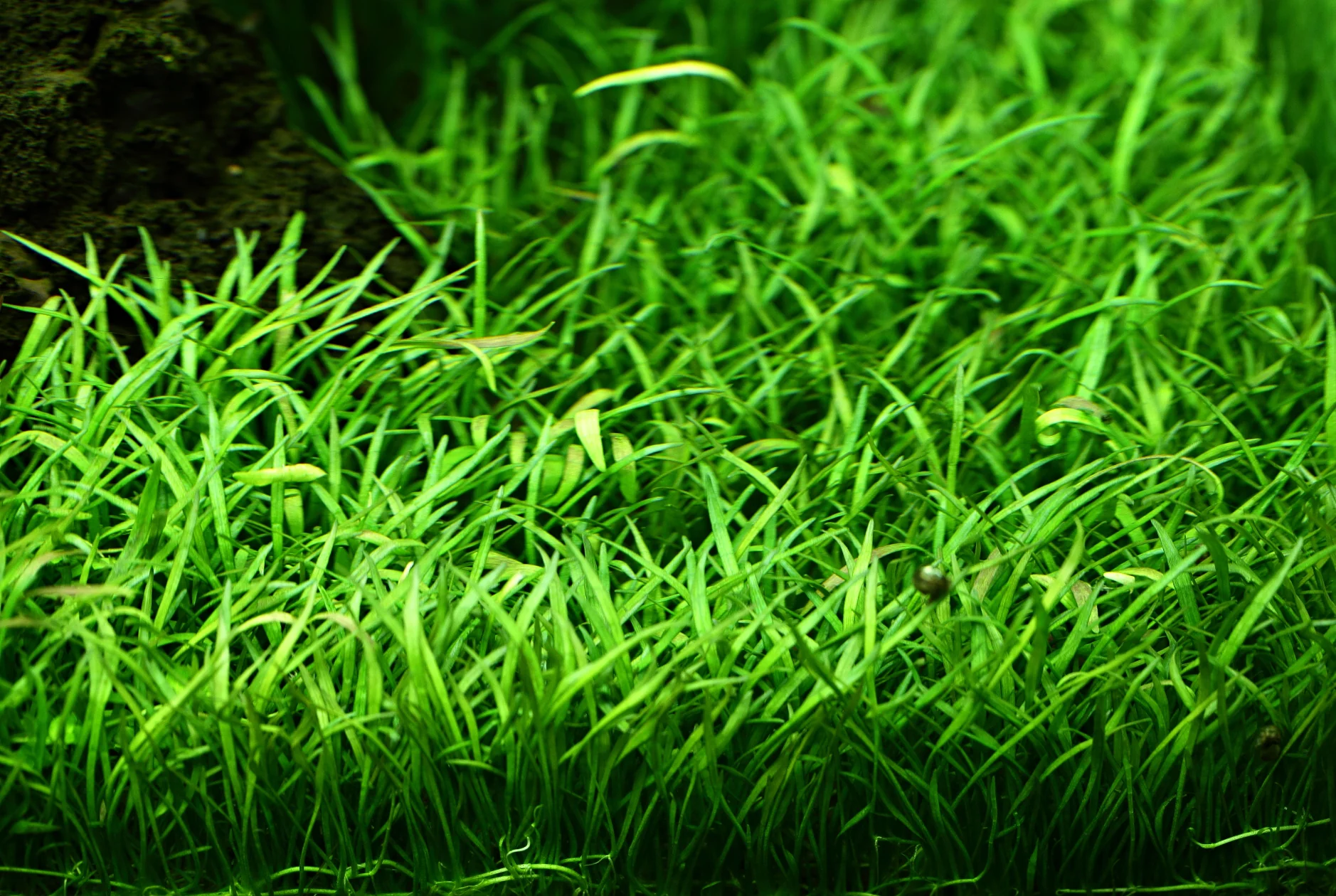 Tropica Lilaeopsis brasiliensis PCS - Image 3