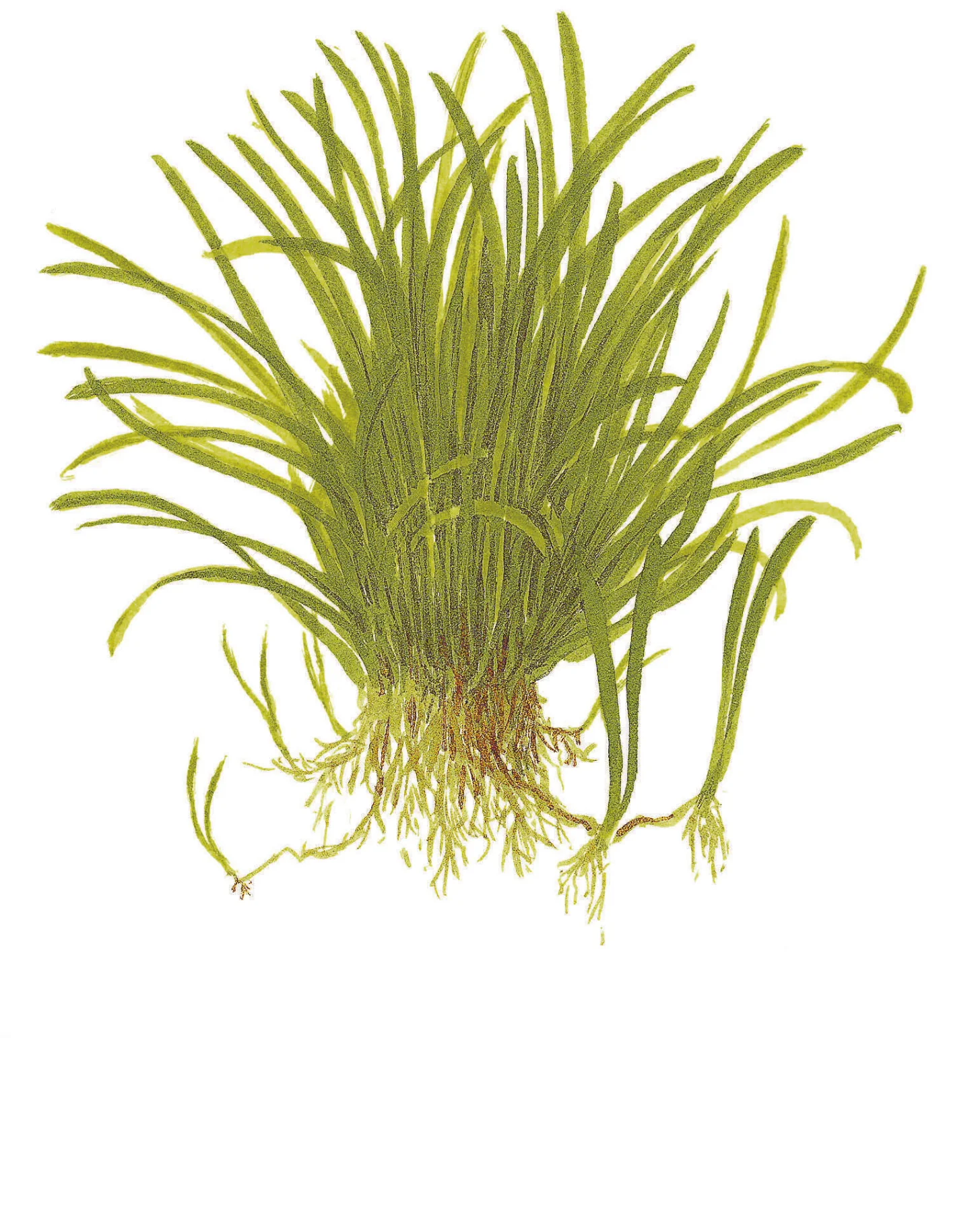 Tropica Lilaeopsis brasiliensis PCS - Image 4