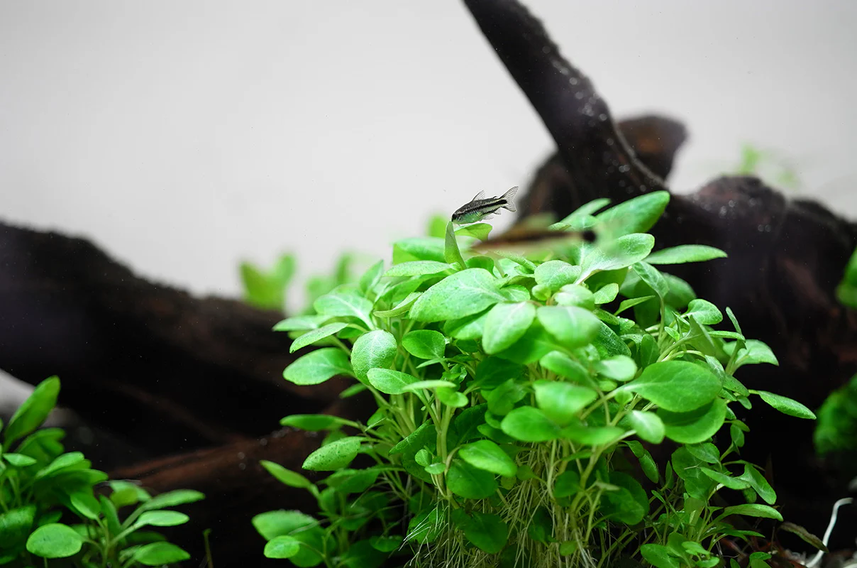 Tropica Lobelia cardinalis Mini 1-2-GROW - Image 4