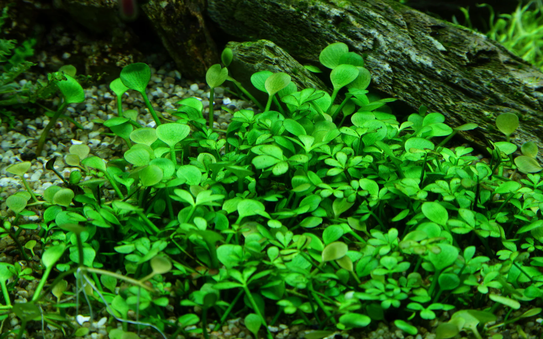 Tropica Marsilea hirsuta 1-2-GROW - Image 2
