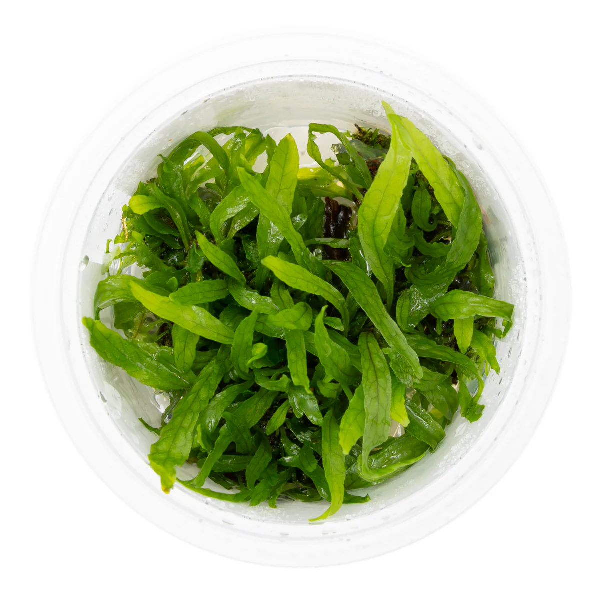 Tropica Microsorum pteropus 'Narrow' 1-2-GROW Java Fern - Image 2