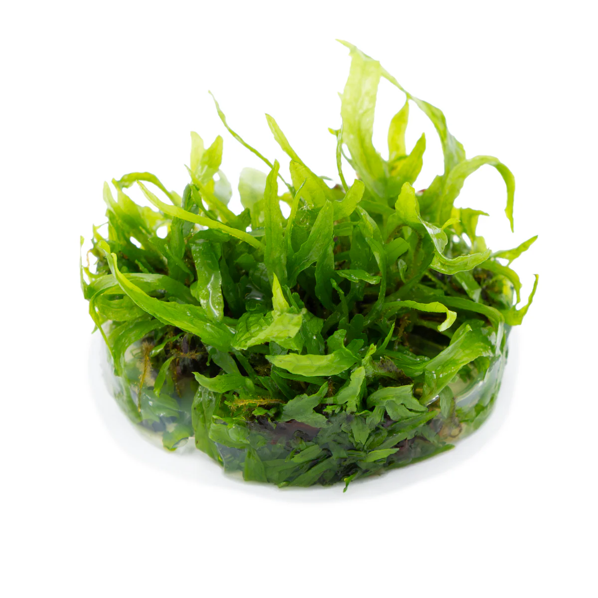 Tropica Microsorum pteropus 'Narrow' 1-2-GROW Java Fern - Image 3