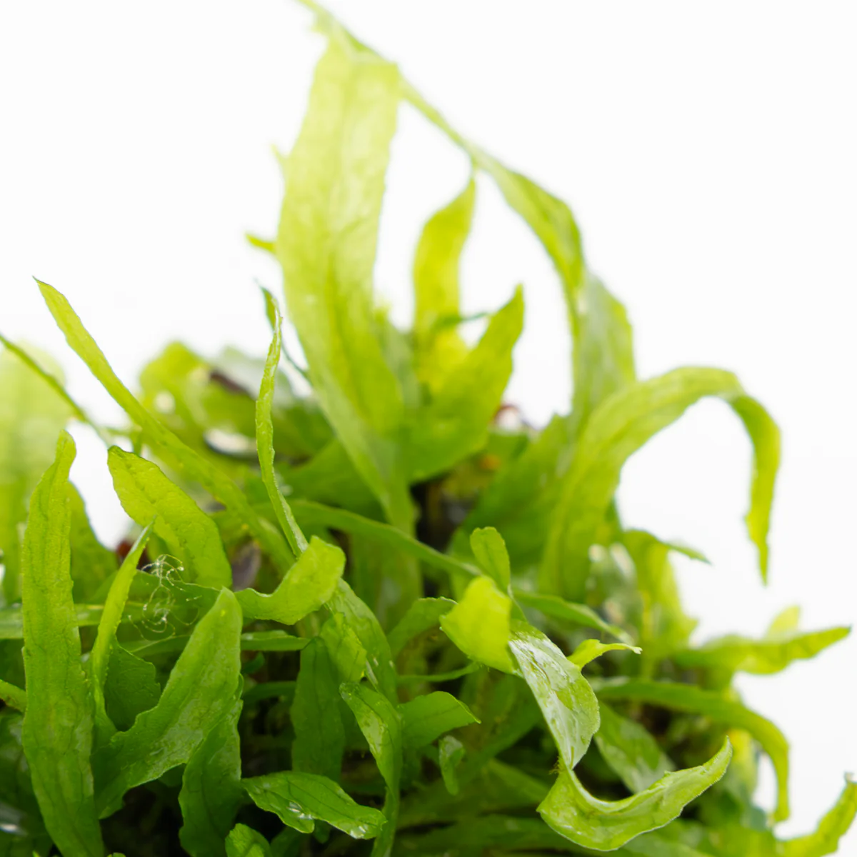 Tropica Microsorum pteropus 'Narrow' 1-2-GROW Java Fern - Image 4