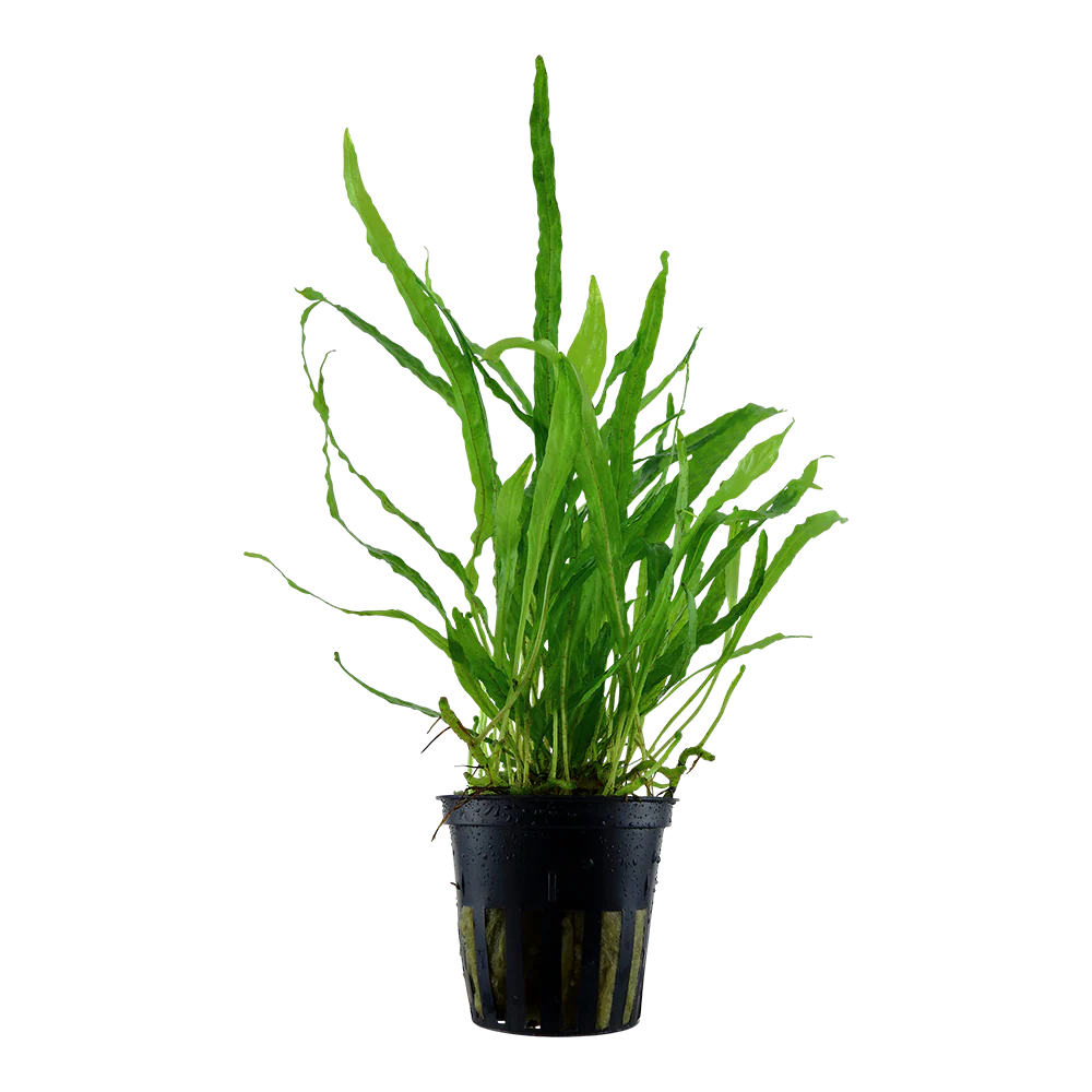 Tropica Microsorum pteropus Narrow PCS (Java Fern) - Image 2